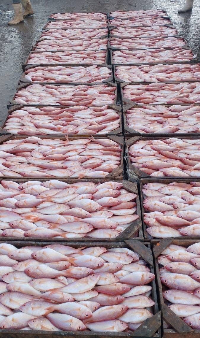 Daily landings at Burullus port